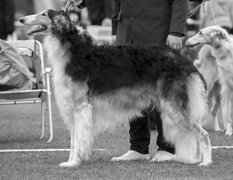 Suomen menestyneimpiä borzoita 2014 - Suomen Borzoiklubi - The Finnish  Borzoi Club