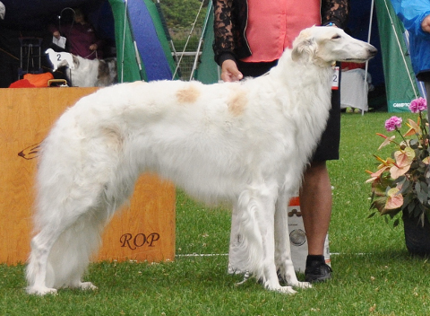 Suomen menestyneimpiä borzoita 2017 - Suomen Borzoiklubi - The Finnish  Borzoi Club